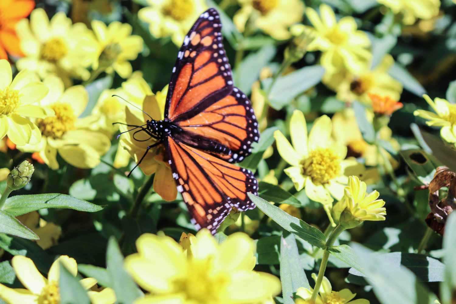 butterflies-delight-coastal-residents-as-they-head-south-for-the-winter